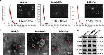 Plasma EVs Display Antigen-Presenting Characteristics in Patients With Allergic Rhinitis and Promote Differentiation of Th2 Cells